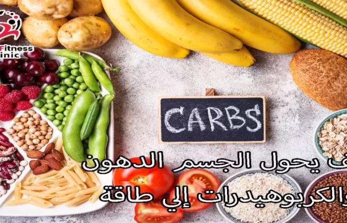 كيف يحول الجسم الدهون والكربوهيدرات إلي طاقة