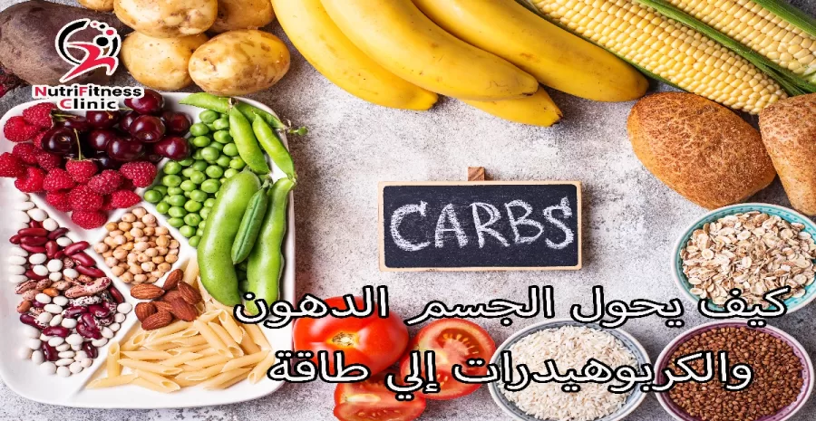 كيف يحول الجسم الدهون والكربوهيدرات إلي طاقة